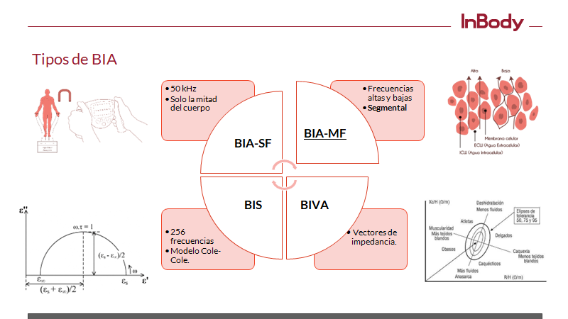 1 Báscula De Grasa Corporal Bt Bmi Con Análisis De La Composición